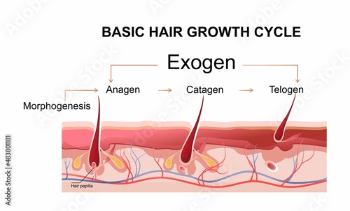 human hair growth phases educational poster