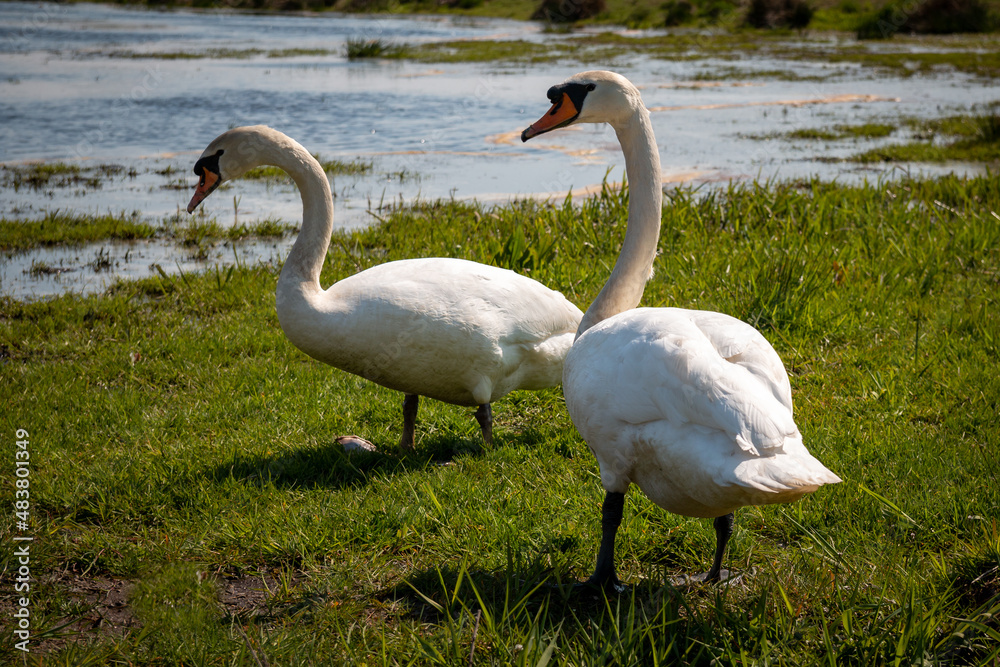 two swans on land on their way to the water two swans on land on their way to the water