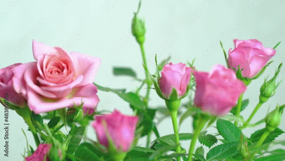 pink mini roses in green foliage pink mini roses in green foliage
