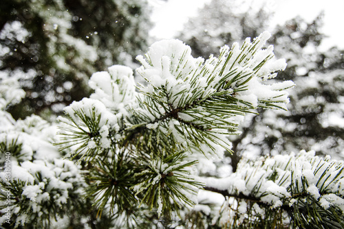 snow covered pine tree © Meghan