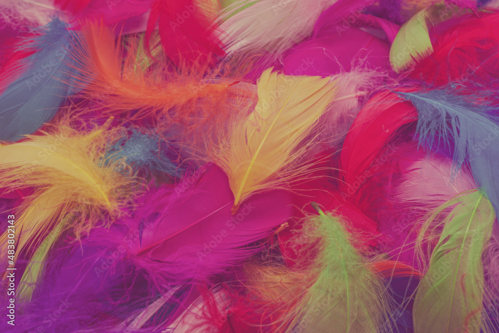 Colorful feather background. Colorful feather background.