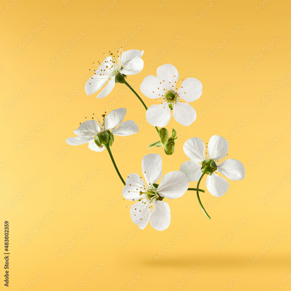 Fototapeta premium A beautiful image of sping white cherry flowers flying in the air