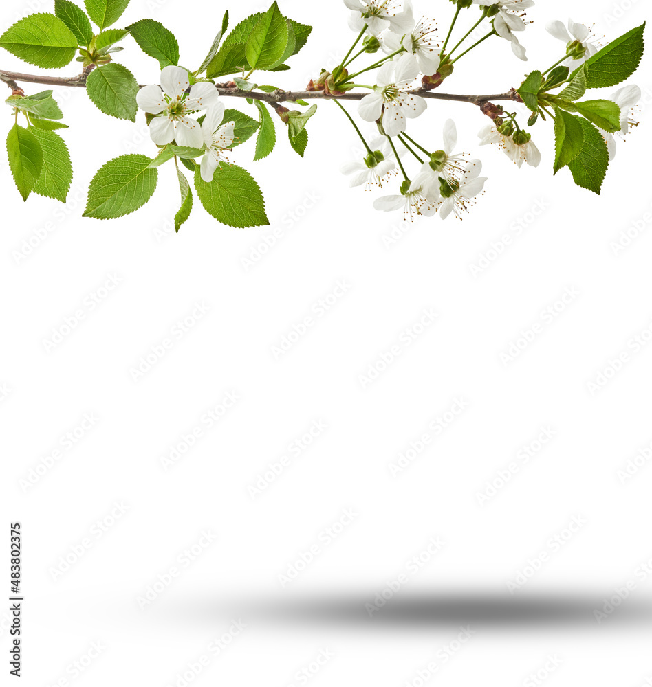 A beautiful image of sping white cherry flowers flying in the air A beautiful image of sping white cherry flowers flying in the air