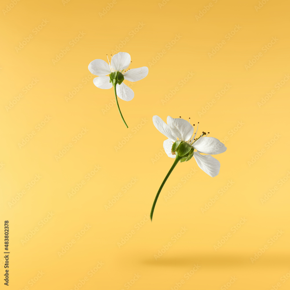 Fototapeta premium A beautiful image of sping white cherry flowers flying in the air