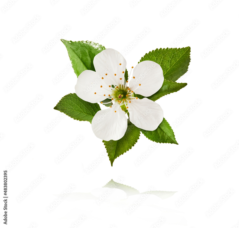 Naklejka premium A beautiful image of sping white cherry flowers flying in the air