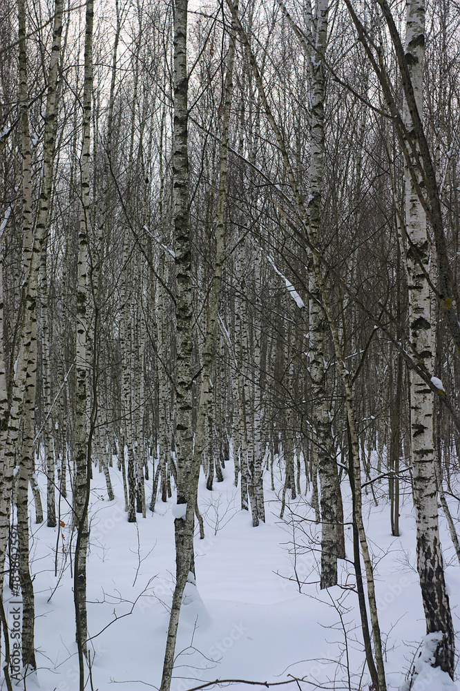 snow-covered birch grove in winter snow-covered birch grove in winter