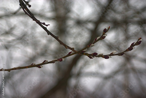crossed branches with fluffy buds © EvgenyBelenkov