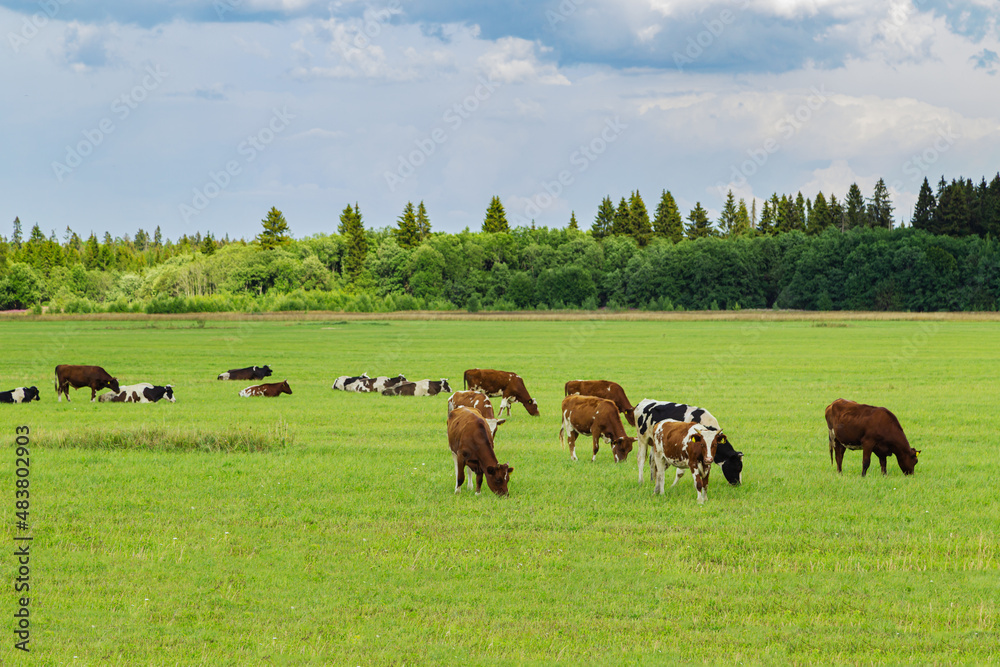 Herd of cows graze in the meadow. Herd of cows graze in the meadow.