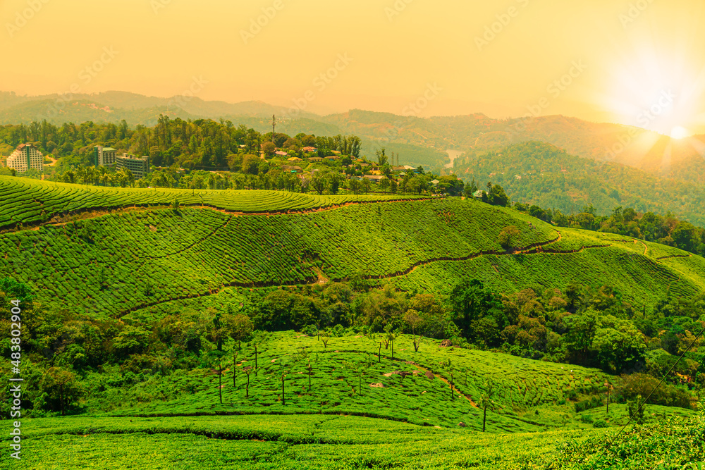 Landscape view of a tea plantation at sunset.
