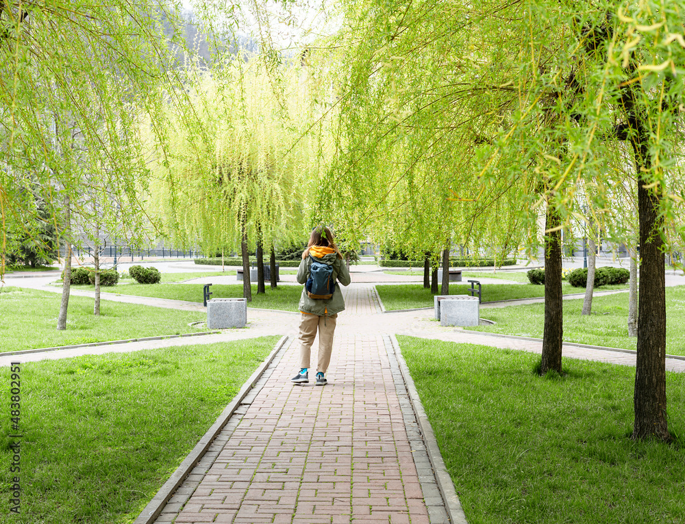 Rear view of young female tourist with a backpack walking along the alley of weeping willow with young spring foliage