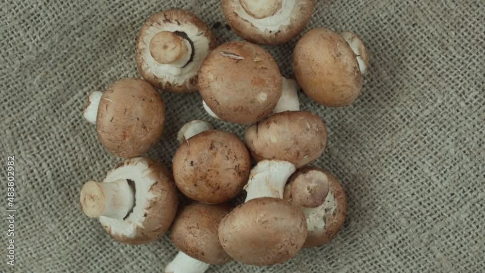 Fresh champignon mushrooms rotate on sackcloth background. Edible vegetables cultivated conception. Fresh champignon mushrooms rotate on sackcloth background. Edible vegetables cultivated conception.