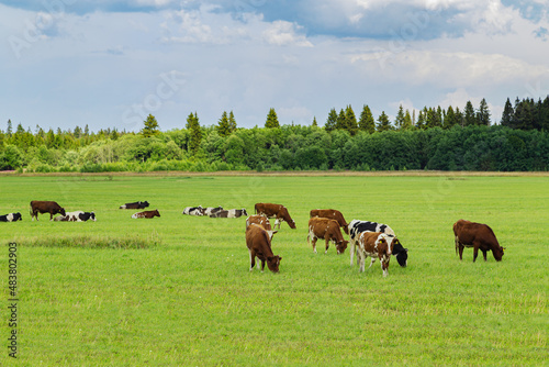 Herd of cows graze in the meadow.