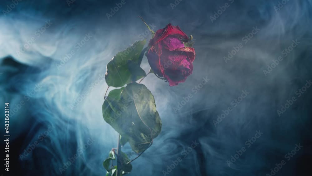 A faded red rose with green leaves on a black background and white smoke. An old flower and swirling smoke.
