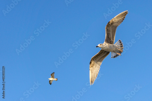 Seagulls soar in the blue sky with their wings spread