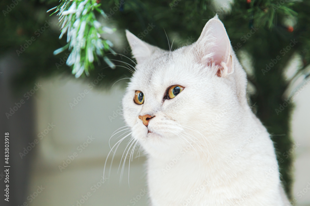 British silver cat sits near the Christmas tree.