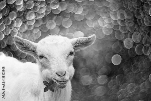 goat eating grass and light bokeg meadow photo