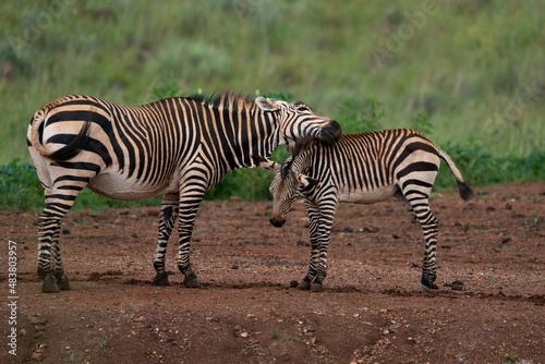 young zebra being nurtured by his mother showing the suckling and caressing and pampering between mother and child in the wild