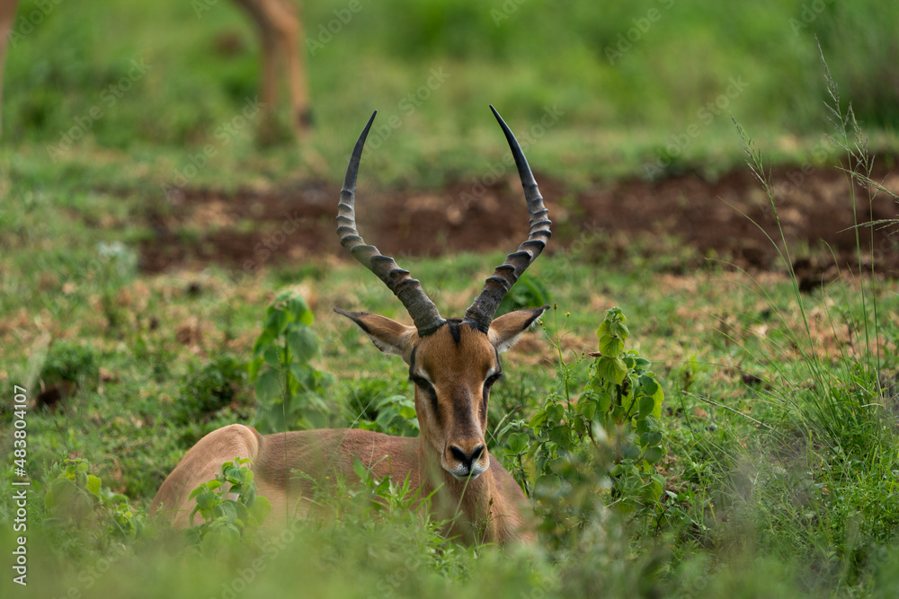 Naklejka premium Beautiful portrait of an Impala male with awesome trophy horns sitting down on the ground in the lush green bushveld of South Africa 