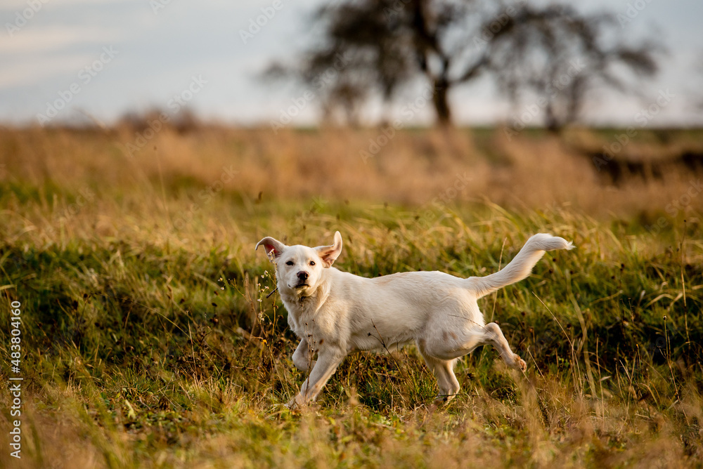 Dog mixed breed in summer evening meadow. Sun in background, golden hour. Dog mixed breed in summer evening meadow. Sun in background, golden hour.