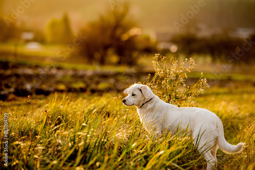 Obraz na plátně Dog mixed breed in summer evening meadow