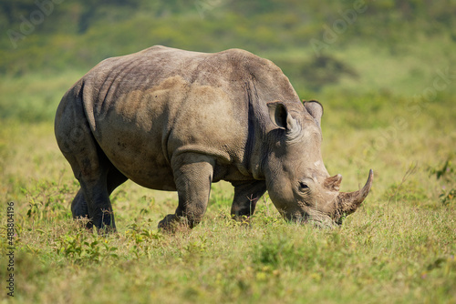 Southern White Rhinoceros or square-lipped rhinoceros - Ceratotherium simum simum, in Lake Nakuru National Park in Kenya, horned rhino feeding on grass, heavy body, large head