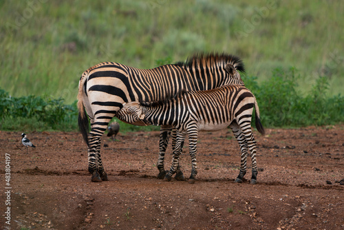 young zebra being nurtured by his mother showing the suckling and caressing and pampering between mother and child in the wild