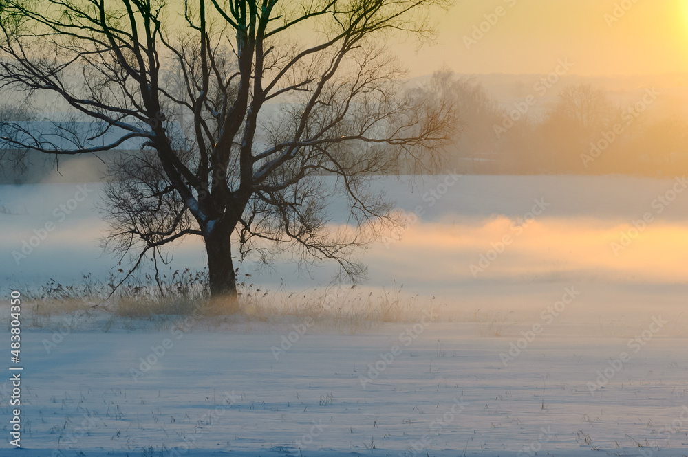 Winter Roztocze. Lonely tree in the sunshine. Bright fog in the background.