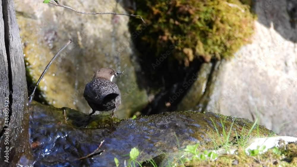 Wasseramsel (Cinclus cinclus) Wasseramsel (Cinclus cinclus)