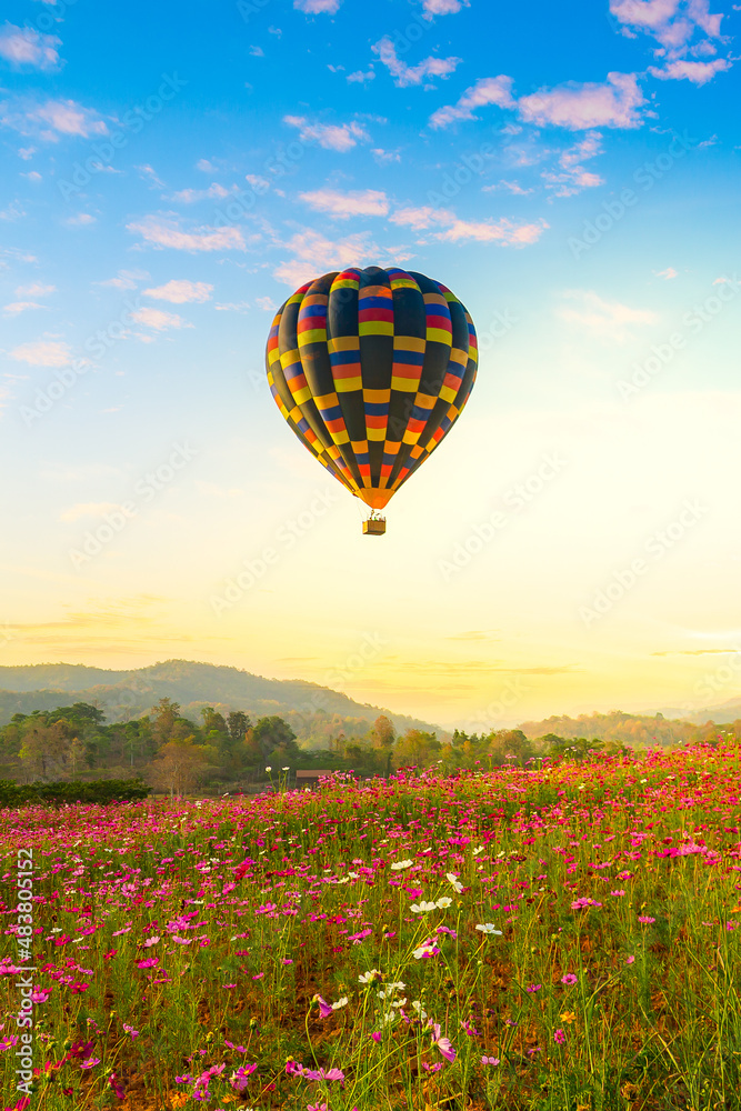 Fototapeta premium Color balloon over Beautiful Cosmos Flower in park