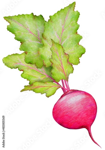 Burgundy beetroot with green leaves, painted with colored pencils,