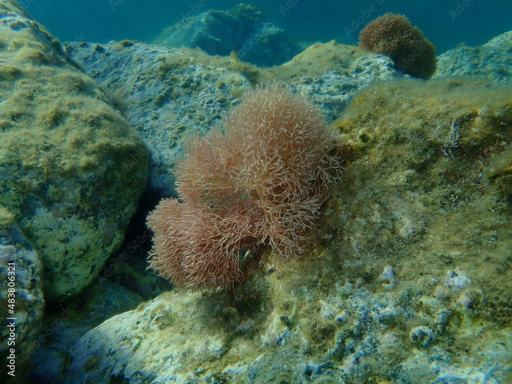 Red algae Amphiroa rigida undersea, Aegean Sea, Greece, Syros island Red algae Amphiroa rigida undersea, Aegean Sea, Greece, Syros island