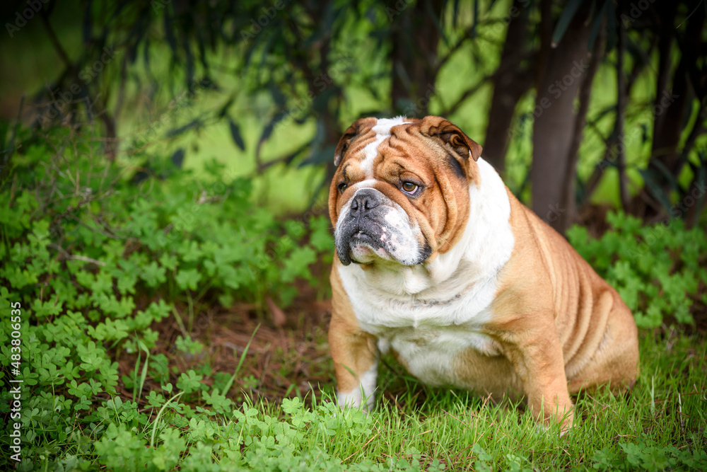Portrait of cute english bulldog,selective focus