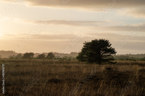 A colorful picture during the golden hour in a landscape of moor, the sun is going down. There is one big tree in the front. Fog and a row of trees in the background. Thin clouds in the air