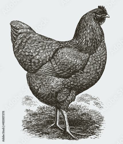 Standing buff Plymouth Rock hen in side view