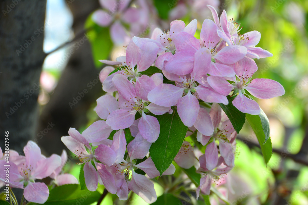 Fototapeta premium pink flowers of blossoming apple tree, close-up