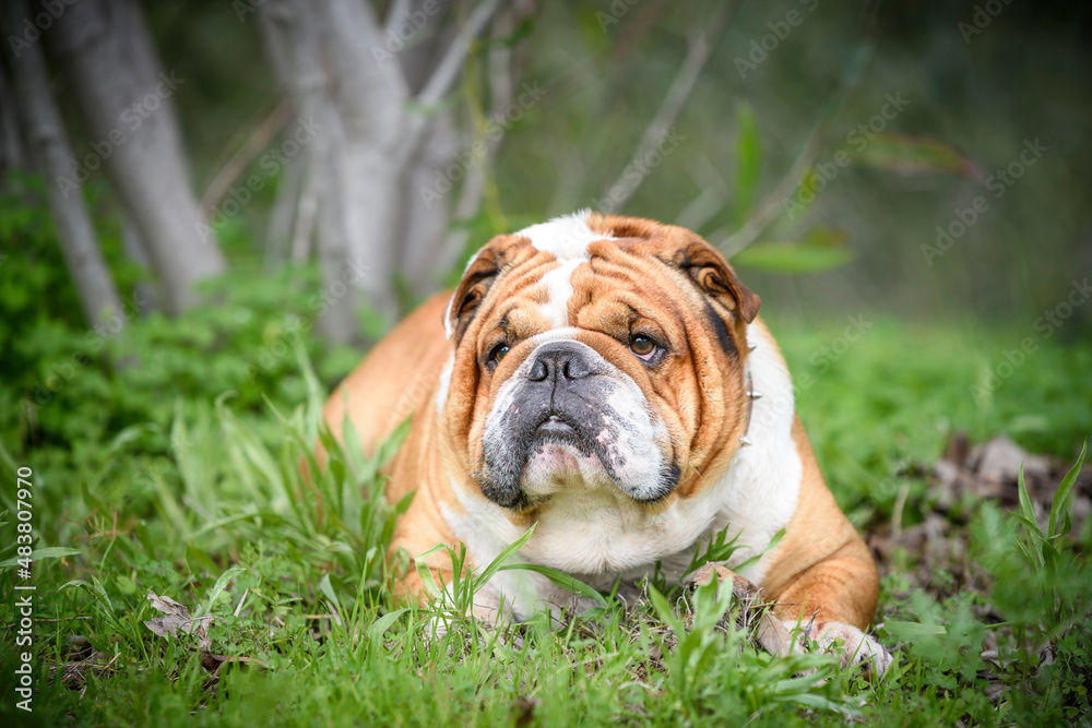 Portrait of beautiful English Bulldog,selective focus