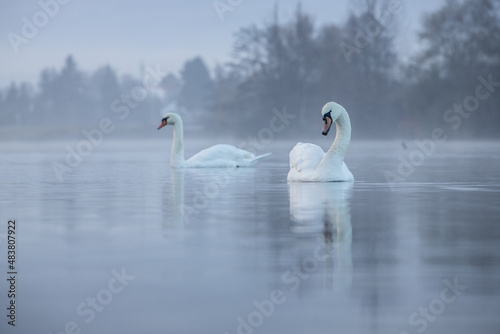 Photos Schwan Hasesee