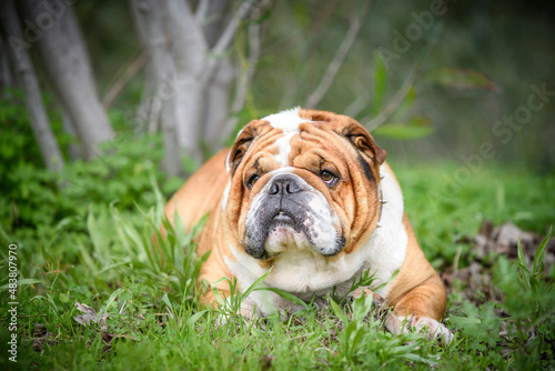 Portrait of beautiful English Bulldog,selective focus
