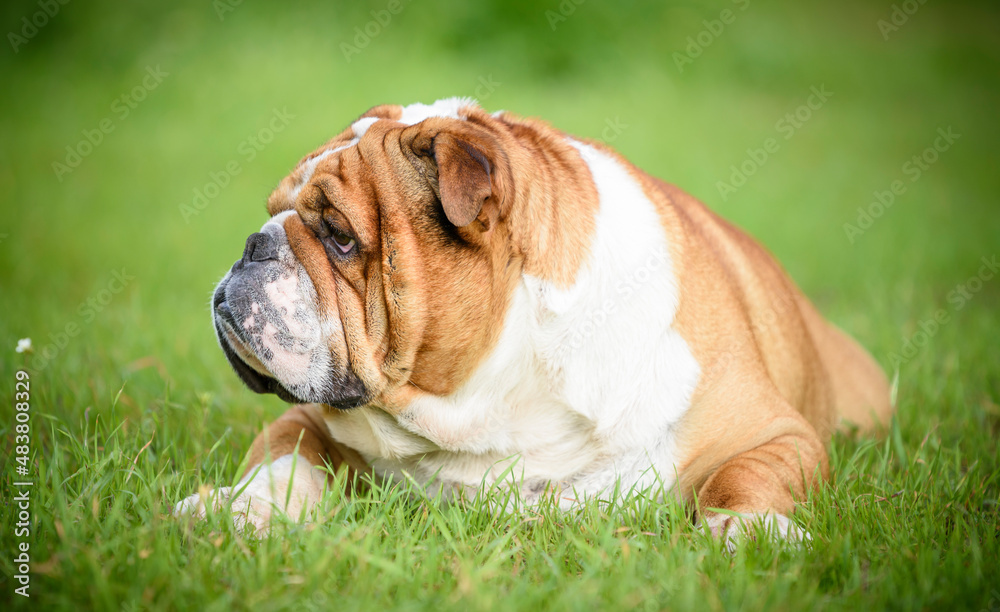 Close up portrait of cute english bulldog lying down on the grass,selective focus
