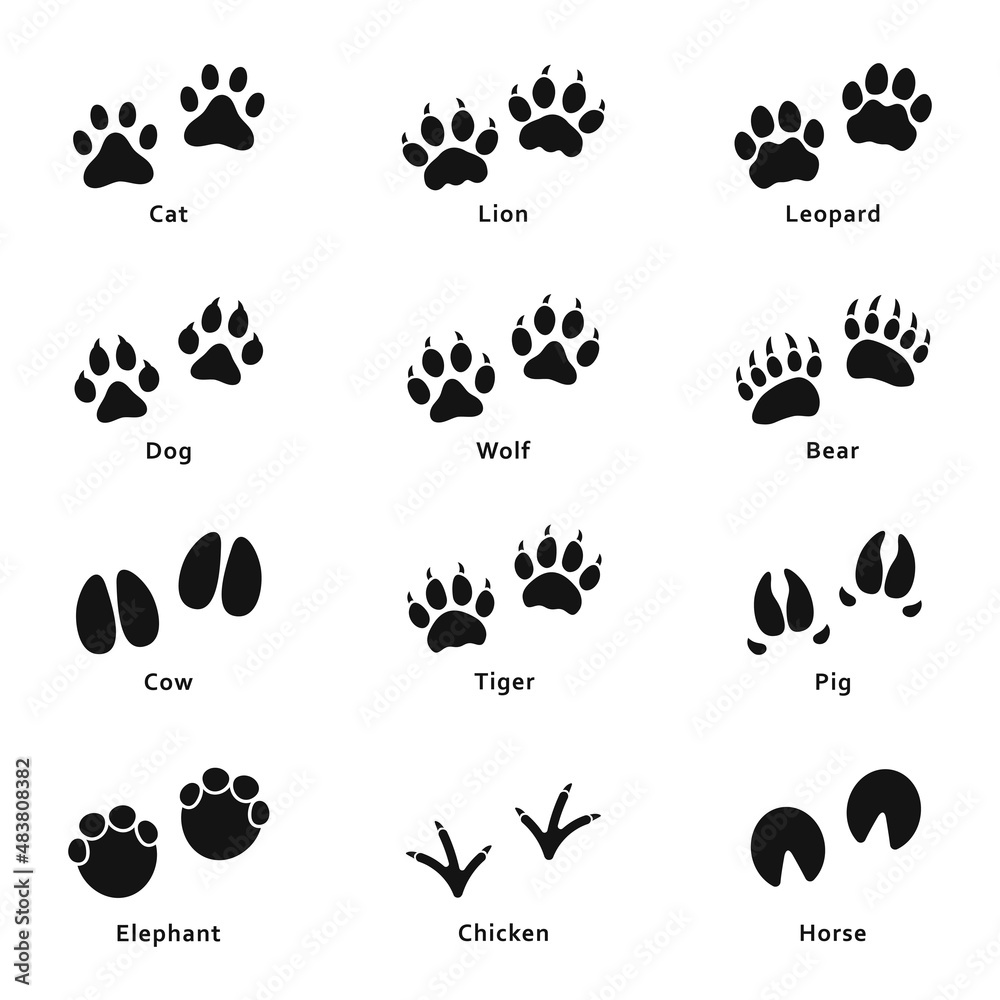Fototapeta premium Animals footprints, paw prints. Set of different animals and birds footprints and paw traces. Vector