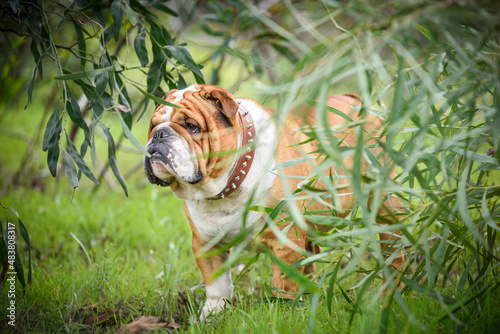 English bulldog in the park,selective focus