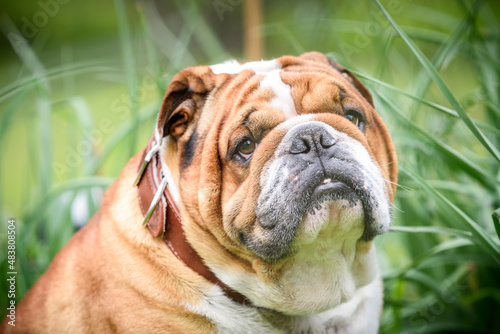 Sad face of English Bulldog,selective focus