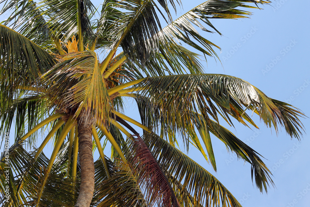 Fototapeta premium Palm leaves on a blue sky background
