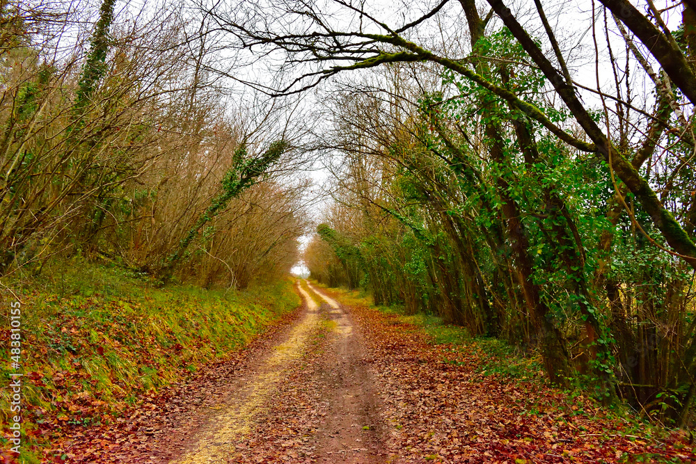 Obraz premium chemin en pleine forêt