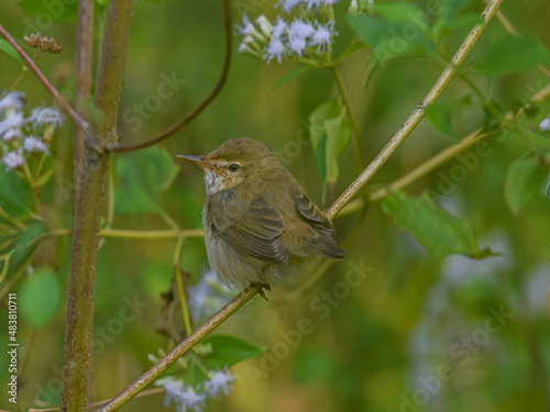 Blyth's reed warbler in his habitat sitting on a branch of tree.