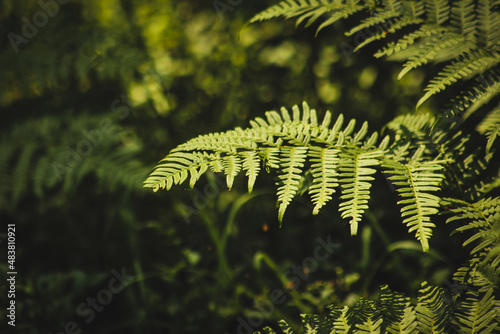 Green fern leaf in the forest