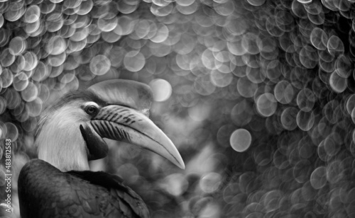 knobbed hornbill on bokeh background photo