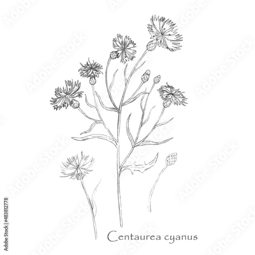 Hand drawn Cornflower or Centaurea cyanus isolated