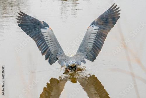 A blue heron spreads its wings and exposes feather plumage as it lunges beak first into the shallow pond water to scoop a small minnow fish for food as it forages in the wetland environment photo