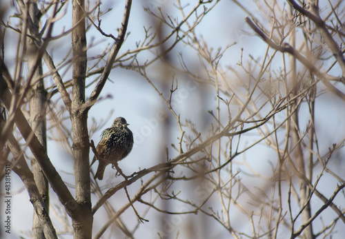 A closeup of a black bird on a tree
